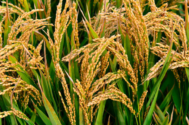 istock Mature rice in the field 2189271263