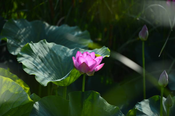 istock Blooming lotus flowers in the park 2189271451