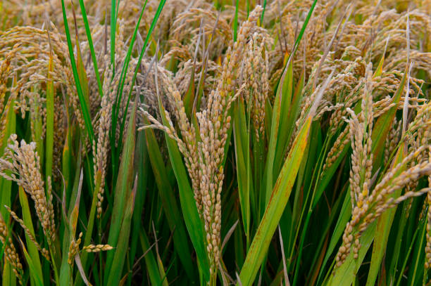 istock Mature rice in the field 2189271454