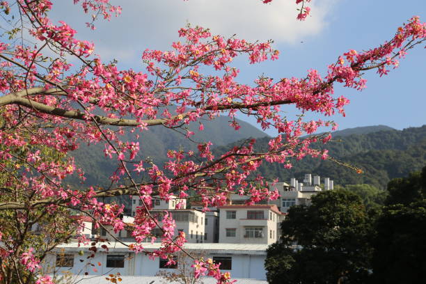 A tree with pink flowers is in front of a building. The building is white and has a roof. The sky is blue and there are some clouds