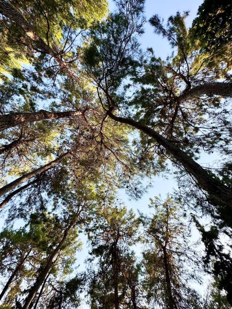 istock Upward view of tall trees 2189272183