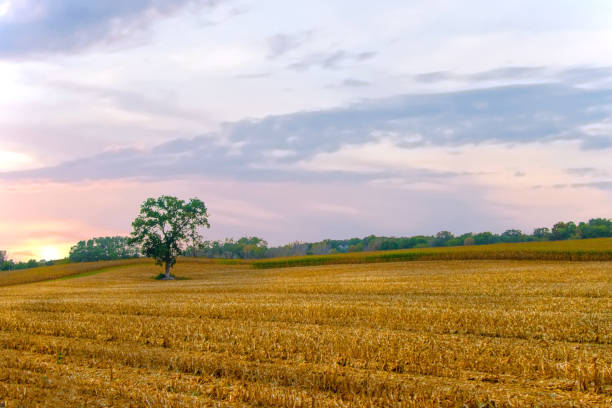 istock Field of Corn Stubble at sunrise-Central Wisconsin 2189272600
