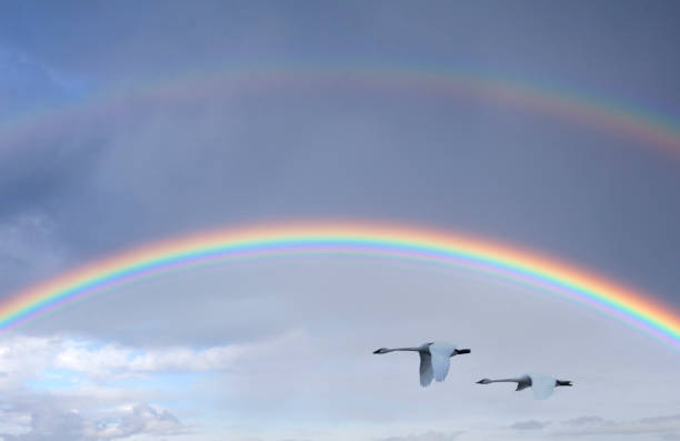istock Trumpeter swans in flight near rainbow 2189275125