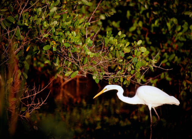 istock Florida everglades  white egret 2189275213