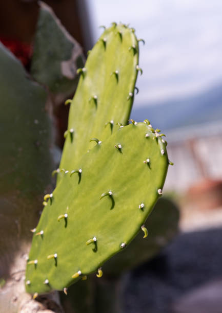 View of New born cereus hexagonus with blurred green cactus background. Nice cactus of the family of Succulents plant, Nature and new life background concept, Ornamental plant, use it as your Wallpaper, Poster and Space for text, Selective focus.