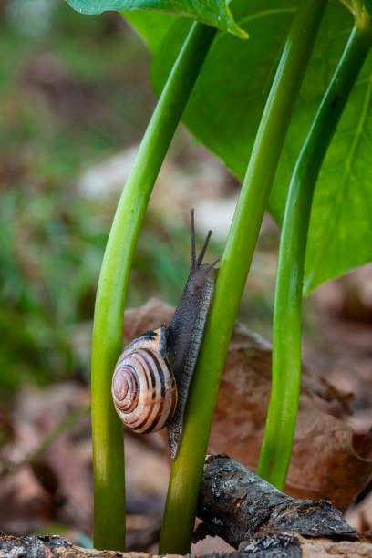 istock Brown Lipped Snail in Trilliums 2189281223