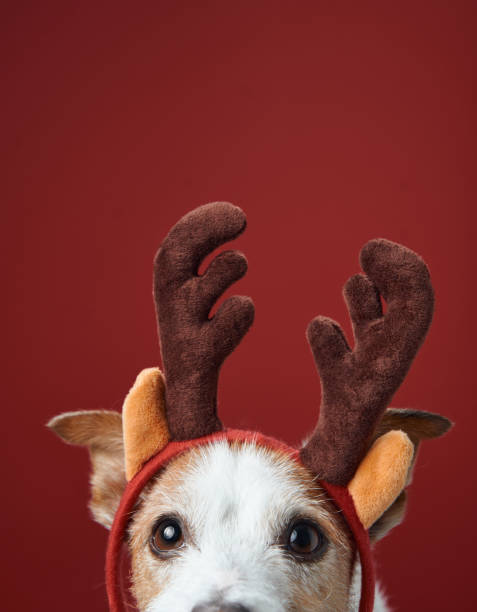 istock Jack Russell Terrier in holiday antlers 2189281269