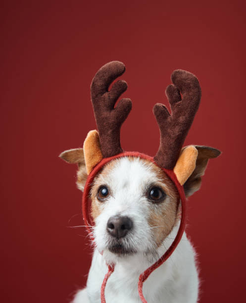istock Jack Russell Terrier with brown reindeer antlers 2189281272