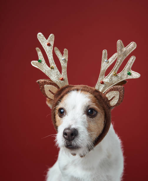 istock Jack Russell Terrier in reindeer antlers 2189281274
