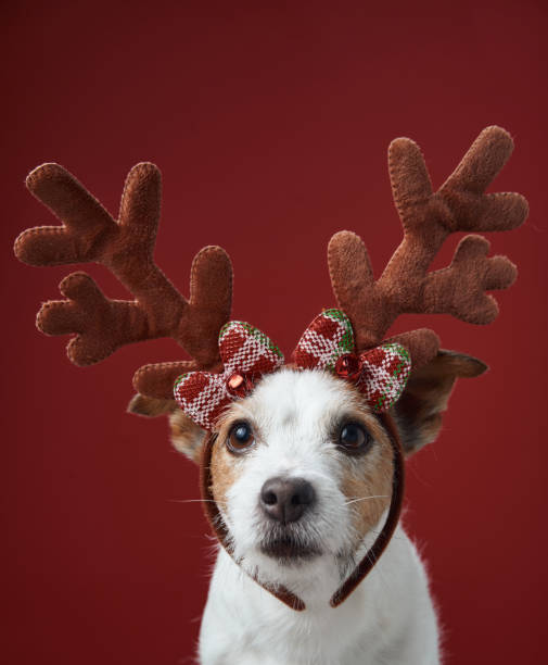 istock Jack Russell Terrier with holiday antlers 2189281281