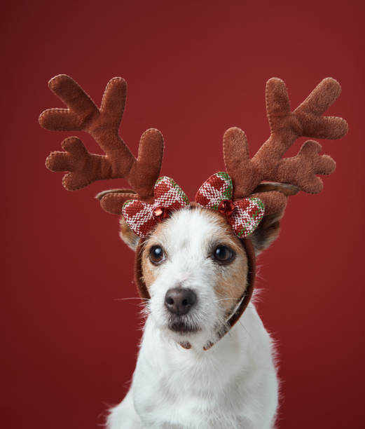 istock Jack Russell Terrier with plaid holiday antlers 2189281282