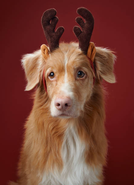 istock Nova Scotia Duck Tolling Retriever with red antlers 2189281293