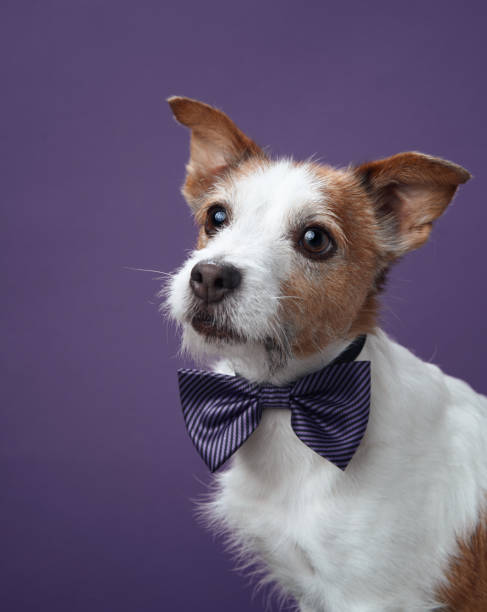 istock Jack Russell Terrier in gold bow tie 2189281299