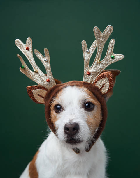 istock Jack Russell Terrier with gold reindeer antlers 2189281315