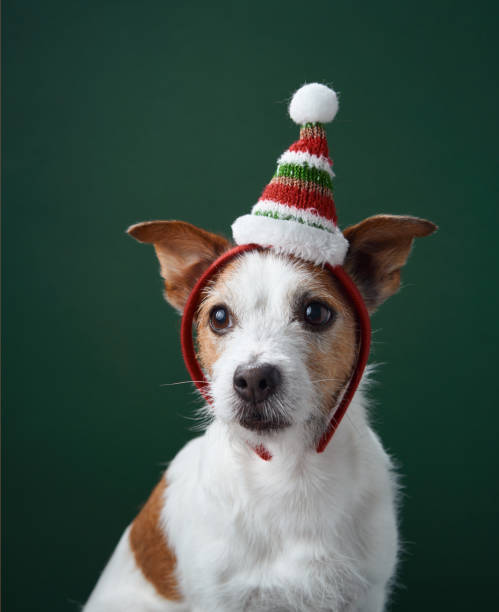 istock Jack Russell Terrier in festive Santa hat 2189281319