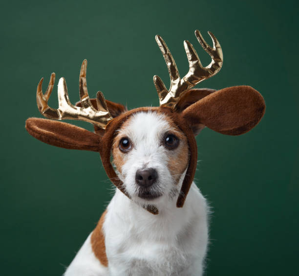 istock Jack Russell Terrier in plaid antlers 2189281325