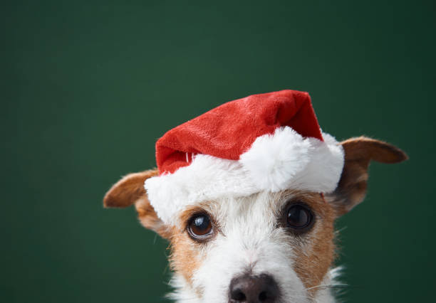 A Jack Russell Terrier wearing a Santa hat poses for a close-up with a green festive background. The image radiates Christmas joy and playful charm.
