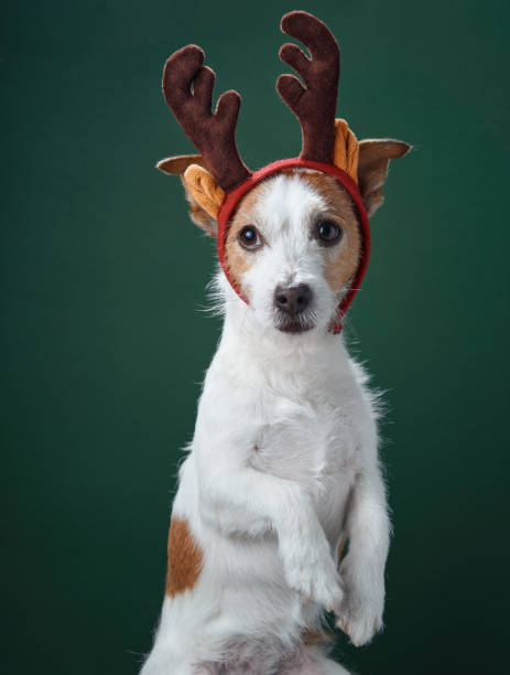 istock Jack Russell Terrier with festive antlers 2189281331