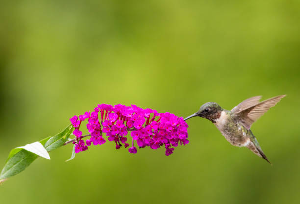istock Ruby Throated Hummingbird in flight on green bokeh background 2189283815