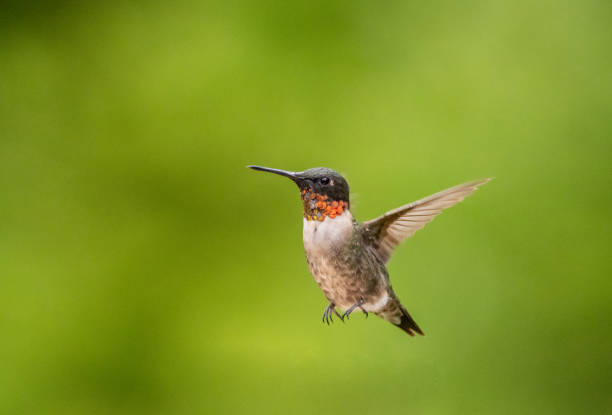 istock Ruby Throated Hummingbird in flight on green bokeh background 2189283834