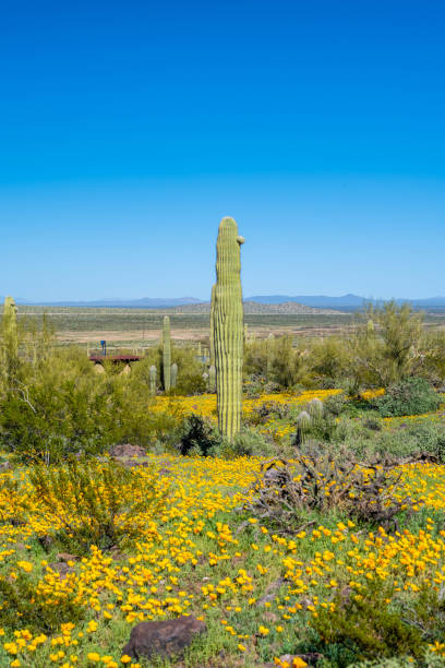 istock A long slender Saguaro Cactus in Picacho Peak SP, Arizona 2189286187