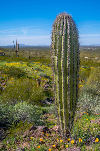 istock A long slender Saguaro Cactus in Picacho Peak SP, Arizona 2189286197