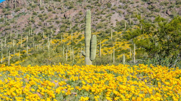 istock A long slender Saguaro Cactus in Picacho Peak SP, Arizona 2189286235