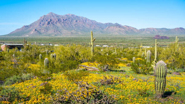 istock An overlooking view of Picacho Peak SP, Arizona 2189286244