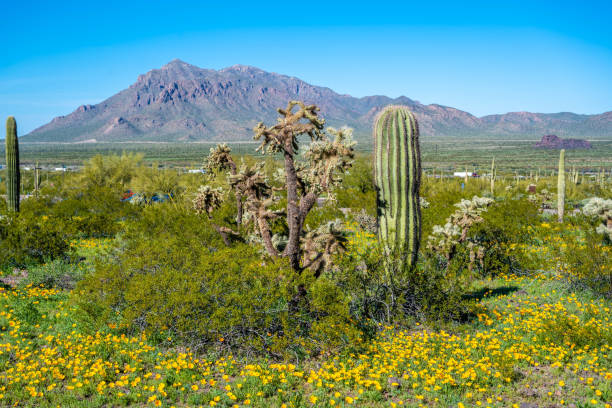istock An overlooking view of Picacho Peak SP, Arizona 2189286277