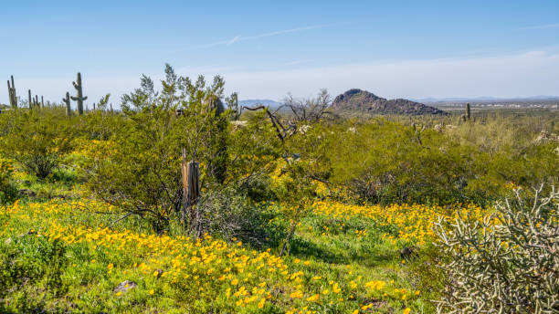 istock An overlooking view of Picacho Peak SP, Arizona 2189286367