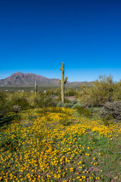 istock An overlooking view of Picacho Peak SP, Arizona 2189286368