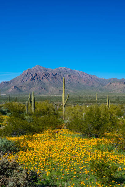 istock An overlooking view of Picacho Peak SP, Arizona 2189286369