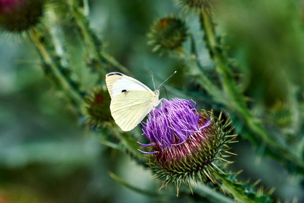 Close up of a monarch butterfly with a background of green plants