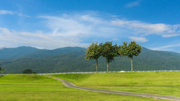 Green grass field and trees under the blue sky