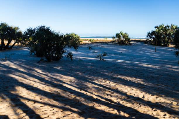 istock Sandy Landscape with Vegetation and Long Shadows, Morondava Beach, Madagascar 2189297854