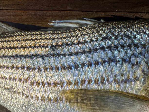 Close-Up Striped on a Striped Bass