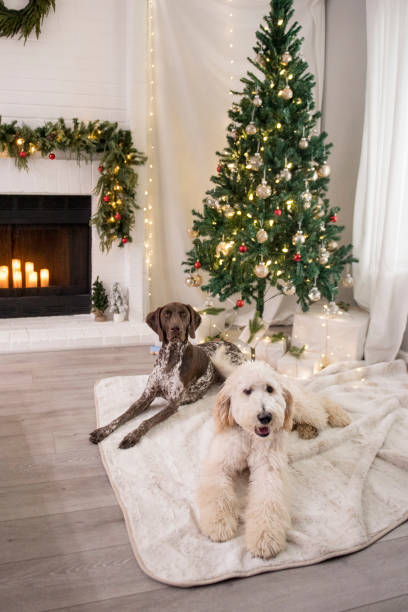 istock Two dogs laying down in front of christmas tree 2189304193