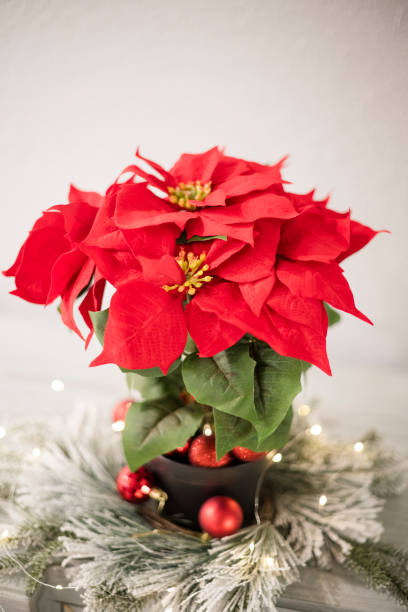 istock Red poinsettia with christmas decor 2189304461