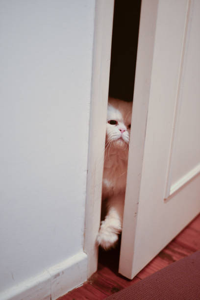 Adorable Cat Peeking Through a Crack in the Door in Stockholm, Stockholm County, Sweden