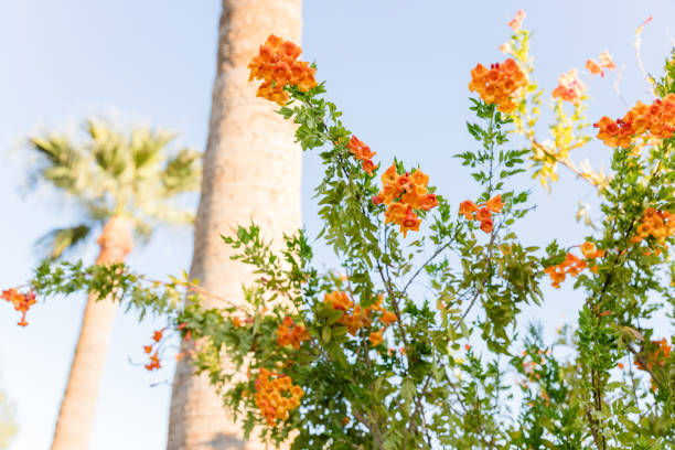 istock Vibrant orange flowers with palm trees in a sunny tropical setting 2189305424