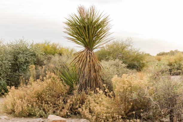 Yucca plant surrounded by desert shrubs and arid vegetation in Tempe, Arizona, United States