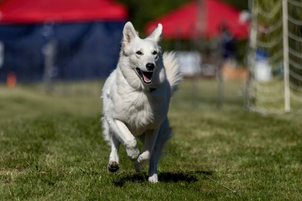 White Shepherd Mixed Breed Dog Running Lure Course Sprint Dog Sport in Dunbar, West Virginia, United States