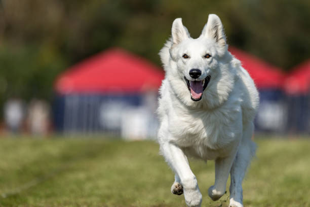 White Shepherd Mixed Breed Dog Running Lure Course Sprint Dog Sport in Dunbar, West Virginia, United States