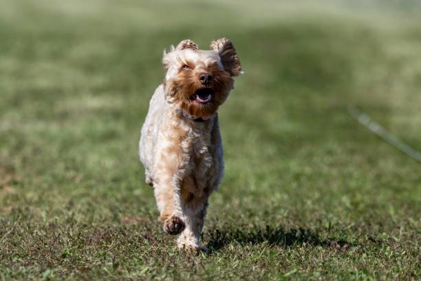 istock Doodle Mix Mixed Breed Mutt Running Lure Course Sprint Dog Sport 2189306424