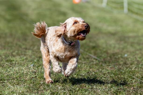 istock Doodle Mix Mixed Breed Mutt Running Lure Course Sprint Dog Sport 2189306430