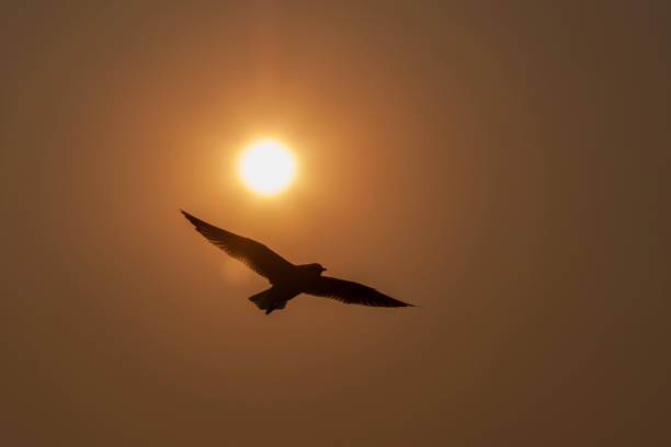 Beautiful sunset with seagull flying over the sea. Seagulls in the clouds of orange sky.