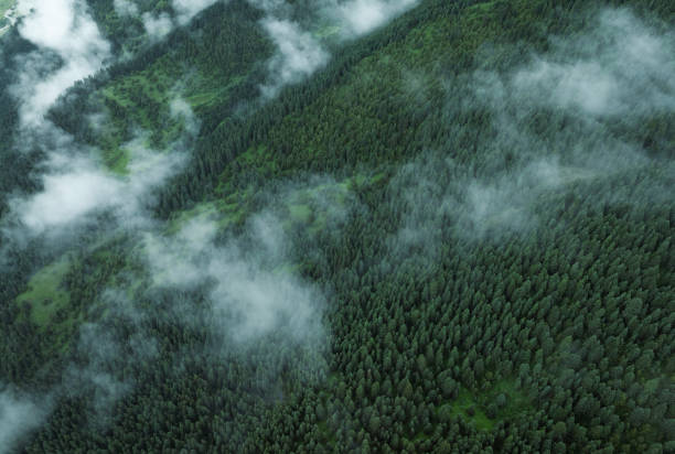 Aerial view of beautiful high altitude forest landscape