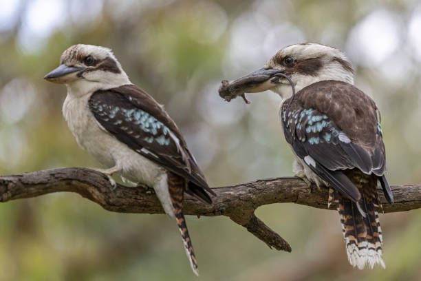 istock Australian Laughing Kookaburra feeding 2189307915