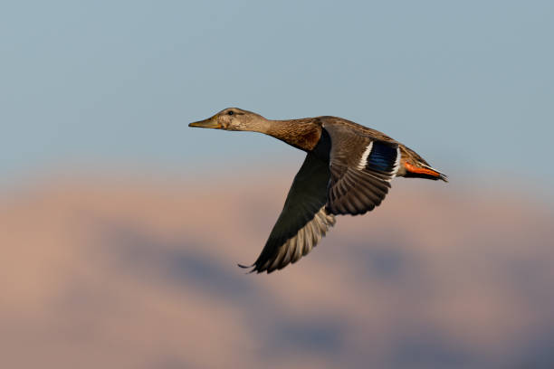 istock Male wild duck flying,  seen in a North California marsh 2189307942