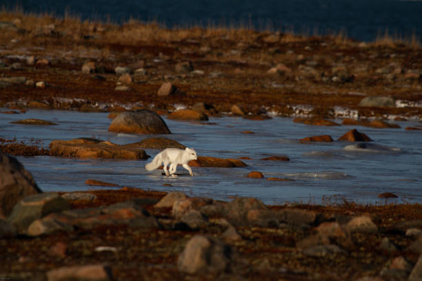 istock Arctic fox walking on ice during moult phase to winter white coat with a colourful red tundra 2189308308